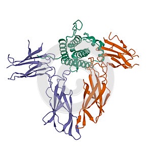 Structure of human growth hormone green in complex with the extracellular domain of its receptor brown and violet