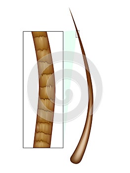 Structure Human Hair Under Microscope. Anatomy of Normal Hair