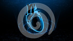 Structure of Human Heart