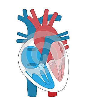 Structure of Human Heart color Illustration.