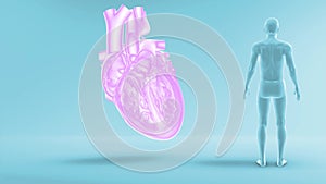 Structure of Human Heart with Internal chambers while pumping