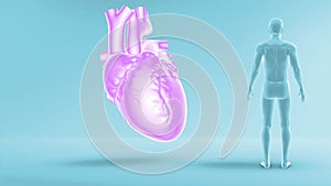 Structure of Human Heart while pumping