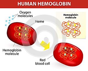 Structure of human hemoglobin