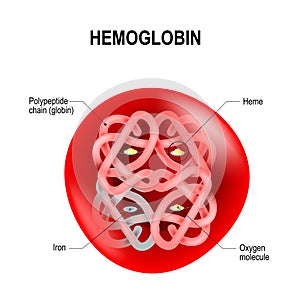 Structure of human hemoglobin molecule photo