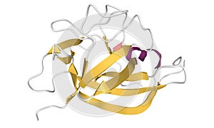 Structure of human interleukin-1 alpha protein
