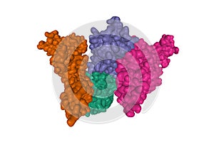 Structure of human interleukin-23