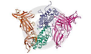 Structure of human interleukin-23