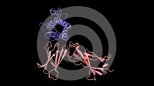 Structure of human interleukin-7 blue in complex with its alpha receptor pink