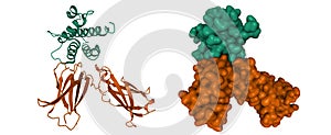 Structure of human interleukin-7 green in complex with its alpha receptor brown