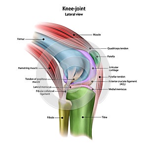 Structure of the human knee joint with the name and description of all sites. Lateral view. Medical science anatomy poster.