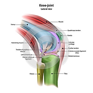 Structure of the human knee joint with the name and description of all sites. Lateral view. Medical science anatomy poster. photo