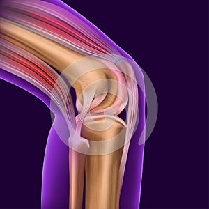 Structure of the human knee joint with a transparent contour of the leg