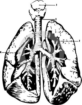 The structure of the human lungs in a cut with small things