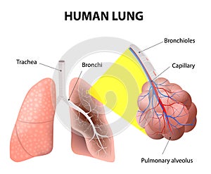 Estructura de hombre pulmones. hombre 