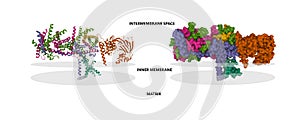 Structure of the human mitochondrial translocase of inner membrane (TIM22) complex.