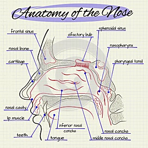 Structure of the human nose