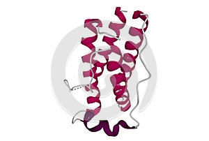 Structure of the human obesity protein, leptin