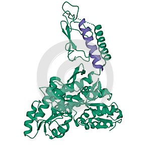 Structure of human parathyroid hormone purple in complex with the extracellular domain of its G-protein-coupled receptor, PTH1R