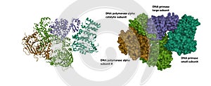 Structure of human primosome with the subunits labeled.