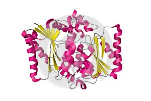 Structure of human quinone reductase 2. Ribbons diagram in secondary structure coloring. 3d illustration