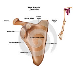 The structure of the human scapula bone with the name and description of all sites photo