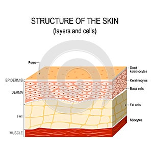 Structure of the human skin