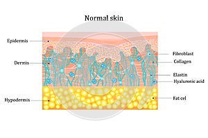 Structure human skin with collagen and elastin fibers, fibroblasts.Layers of the human skin. skin and health care photo