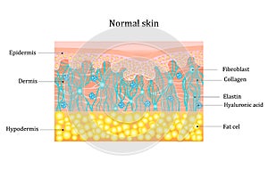 Structure human skin with collagen and elastin fibers, fibroblasts.Layers of the human skin. skin and health care