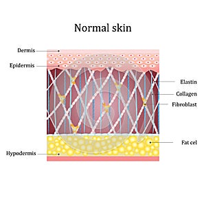 Structure human skin with collagen and elastin fibers, fibroblasts. Vector diagram photo