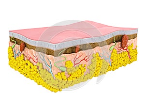 Estructura de hombre piel. capas a células blanco 
