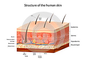 Skin Anatomy detailed vector illustration. Structure of the human skin. Layers skin: epidermis, dermis, and the photo