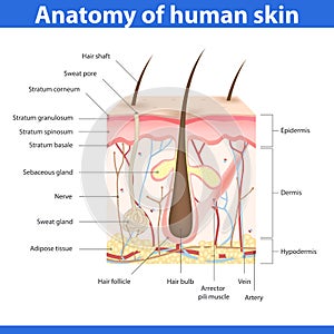 Structure of human skin, vector illustration photo
