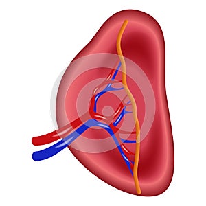 Structure of human spleen icon, realistic style