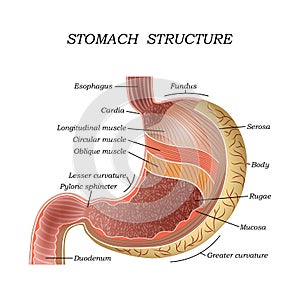 The structure of the human stomach, training medical anatomical poster for education, vector illustration.