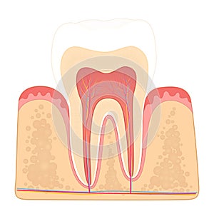 Structure of human teeth
