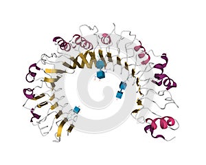 Structure of the human toll-like receptor 1 TLR1