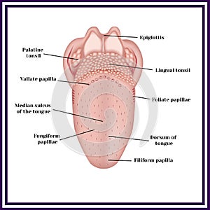 The structure of human tongue