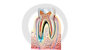 The structure of a human tooth, a model to study, a color illustration, an image on a white background.