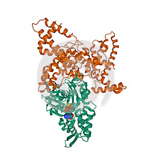 Structure of human vitamin D-binding protein brown in complex with skeletal actin green and ATP molecule