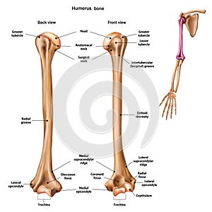 Structure of the humerus bone with the name and description of all sites. photo