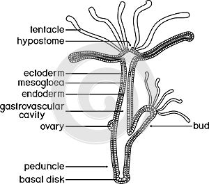 Structure of Hydra.