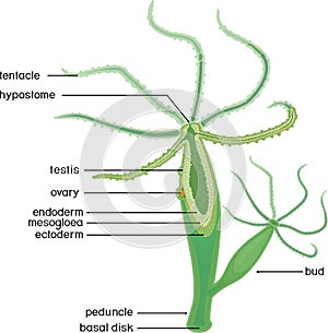 Structure of Hydra. Cross-section of Hydra Polyp.