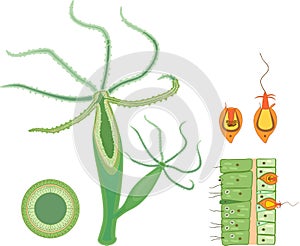 Structure of Hydra. Cross-section of Hydra Polyp. Educational material for lesson of zoology