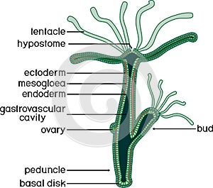 Structure of Hydra.
