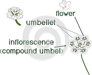Structure of inflorescence of umbellifer plant with titles photo