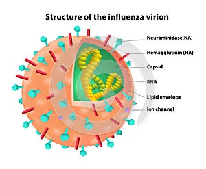 Structure of the influenza virion. Virus. Vector photo