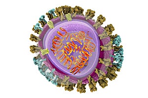 Structure of influenza virus photo