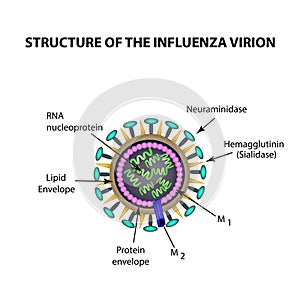 The structure of the influenza virus. Infographics. Vector illustration