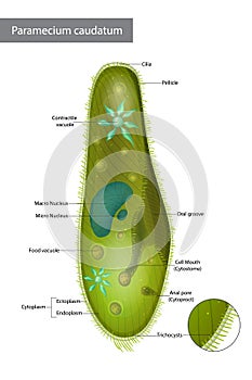 Structure Infusorian of the shoeshoe type or Paramecium caudatum photo