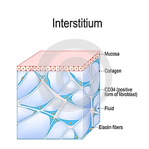 Structure of Interstitium. Human Tissues